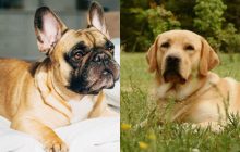 Які пси найспокійніші: названо 13 порід собак, які радо розділять з вами диван