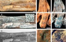 Секрети загадкових татуювань на 1200-річних муміях допомогло розкрити лазерне сканування