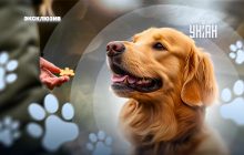 Какие есть базовые команды для собак и как правильно учить животное: кинолог все объяснила