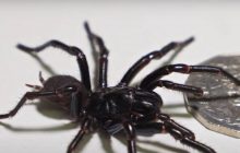 Справжній жах для арахнофобів: австралійський дослідник відкрив новий вид павуків