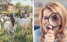 Все видят коз, а надо найти антилопу за 6 секунд: оптическая иллюзия с хитринкой