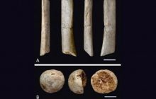 Знайдені в Японії 20 000-літні "людські" скам'янілості виявилися не тим, чим їх вважали