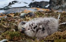 Крошечные пушистики: украинские полярники показали своих очаровательных соседей