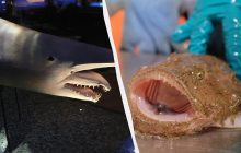 Жуткие и уродливые: биолог назвал 5 жителей морских глубин, которые удивляют своим видом