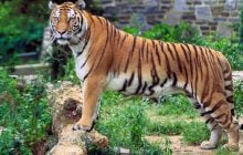 "Самый смертоносный людоед": эта "кошка" убила более 400 человек и сбежала от армейцев