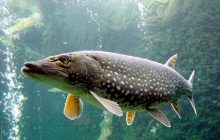Северная щука может пересекать соленую воду, чтобы захватить новые территории, - ученые