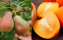 "Богаче" чем яблоки: названы 9 фруктов и ягод с высоким содержанием клетчатки