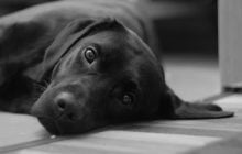 Как правильно прощаться со своими домашними любимцами: ветеринар назвала ключевые фразы