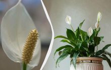 Як оживити спатифілум, щоб він знову став пишним і квітучим: поради експертів