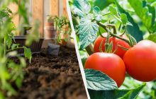 У ці дні потрібно посіяти томати на розсаду: вдалі дати за місячним календарем