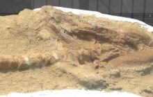 Археологи знайшли останки гігантського предка великої білої акули віком 9 мільйонів років