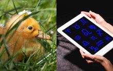 Близнюки - каченя, Діва - лисеня: дитинча якої тварини відображає ваш знак Зодіаку