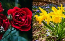Березень - нарцис, червень - троянда: яка квітка відповідає вашому місяцю народження