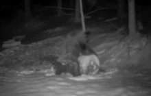 На Буковині дикий ведмідь "ліпив сніговика": кумедний звір потрапив в об'єктив фотопастки