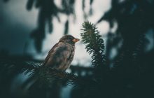 Некоторые птицы "прячут" в своих гнездах змеиные шкуры: ученые узнали неожиданную причину
