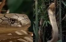 Во время Второй мировой войны убили кобру-рекордсменку: чем она была уникальная