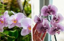 Орхідея виросте величезною і яскравою: садівник назвав, яким кухонним продуктом її підгодувати