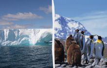 Найбільший у світі айсберг, що відколовся від льодовика, загрожує мільйонам пінгвінів і тюленів