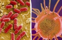 Бактерии научились уничтожать антибиотики: ученые узнали, как это происходит