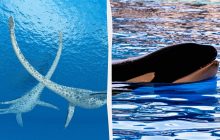 Доісторичні морські чудовиська могли їсти косаток "як закуску", - дослідження