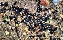 Риба в морі може стати токсичною: на Одещині знов найшли нафтопродукти з танкерів РФ