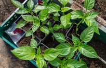 Перець буде великим і соковитим: коли краще сіяти його на розсаду в лютому 2025