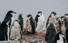 Пінгвіни можуть "розлучатися" з партнерами: біолог пояснив, чому птахи це роблять