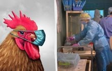 Пташиний грип стрімко еволюціонує і становить загрозу пандемії, - Politico