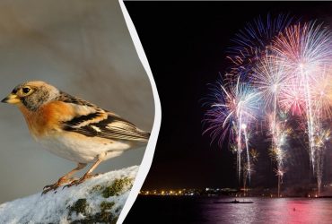 Сотні загиблих: науковці розповіли, що сталося з птахами через феєрверки у новорічну ніч