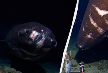 Исследователи опустили фотоловушку в желоб Тонга: из темноты появилась полярная акула (видео)