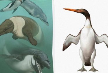 Двометрові гіганти: науковці розповіли, який вигляд мали пращури пінгвінів (фото)