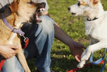 Як заспокоїти собаку під час стресу: професійний кінолог назвала дієві методи