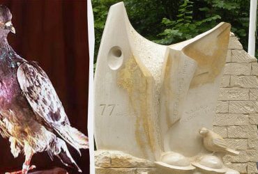 Врятував майже 200 людей: біолог розповів історію найвідомішого у світі бойового голуба