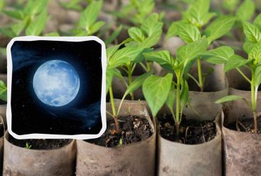 Эти дни самые урожайные: что и когда стоит посадить в январе 2025