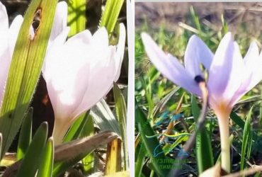 Унікальне явище: в Одеській області зацвіла рідкісна червонокнижна квітка (фото)