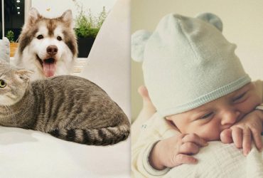 Действительно ли кошки и собаки умнее младенцев: ученые нашли ответ