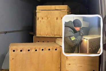 Взятка за короля Джулиана: поляк пытался вывезти из Украины экзотических животных (фото)