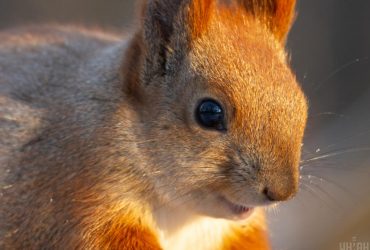 Сьогодні в Києві різко потеплішає: температура підскочить на 5-6 градусів