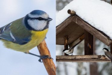 Какой корм нельзя давать птицам: эксперты назвали 15 продуктов, не желательных в кормушке