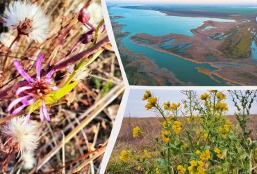 Невероятная Тузловская Амазония: ученый показал сказочное место в Одесской области