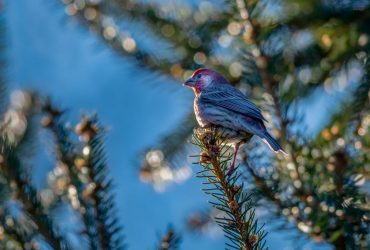 21 січня температура в Україні знизиться на кілька градусів (карта)