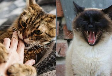 Які зуби у котів: ветеринарка назвала 8 цікавих фактів