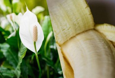 Женское счастье взорвется пышным цветом: эксперт назвала доступное удобрение для спатифиллума