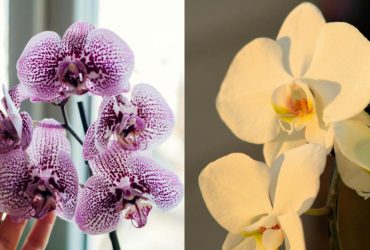 Орхидеи будут постоянно цвести весь год: садовод поделилась своим секретом