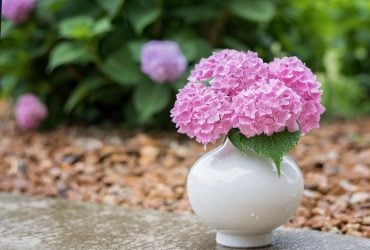 Прекрасный убийца: почему не стоит выращивать гортензию дома