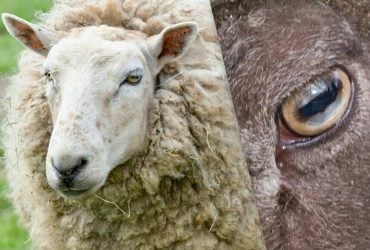 Чому в овець прямокутні зіниці, а не круглі: учені дали відповідь