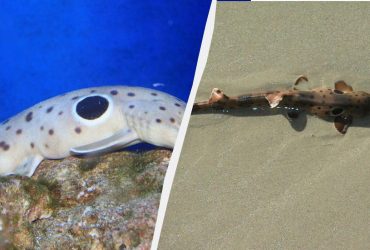 Крошечные ножки и камуфляж: эта акула ходит и может находиться на суше