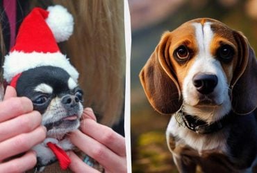 Які собаки живуть довго: названо 12 найздоровіших порід