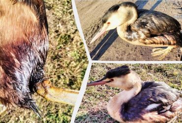 Авария танкеров Волгонефть: в Одесской области выявили птиц в мазуте (фото)