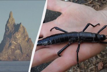 Обманули законы природы, чтобы выжить: одно кораблекрушение едва не уничтожило целый вид